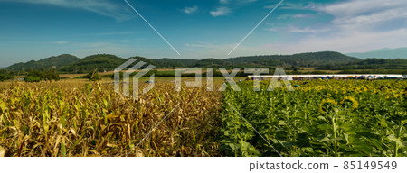 Sorghum field 85149549