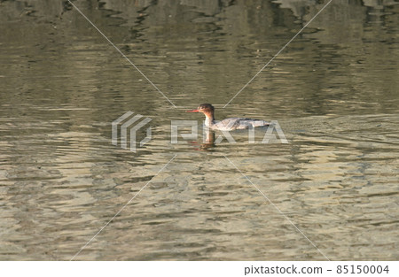 一隻雌性紅胸美人魚 一隻雌性紅胸美人魚 85150004