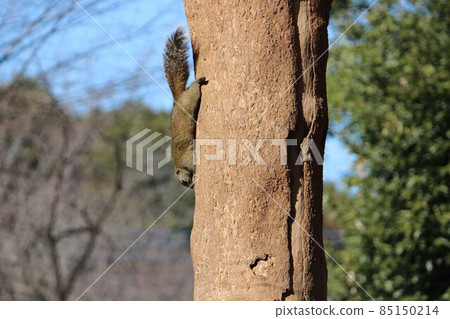 爬樹的松鼠 85150214