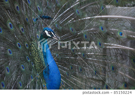 An elegant peacock that spreads its wings An elegant peacock that spreads its wings 85150224