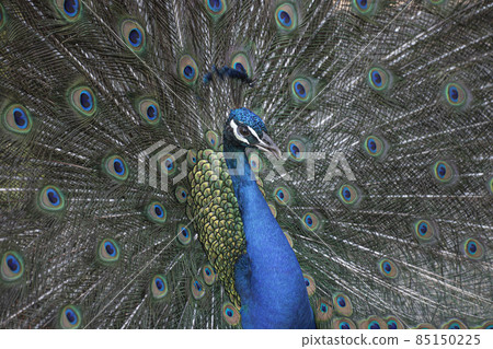 An elegant peacock that spreads its wings An elegant peacock that spreads its wings 85150225