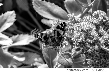 Photography to theme beautiful black butterfly Monarch Photography to theme beautiful black butterfly Monarch 85150552