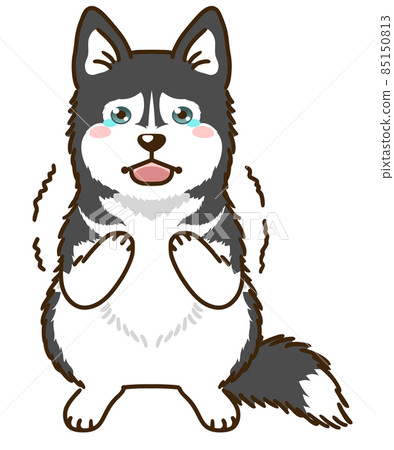 Frightened Siberian Husky (Black & White) 85150813
