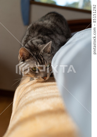 Cat looking into Sabatra cat Cat looking into Sabatra cat 85151292