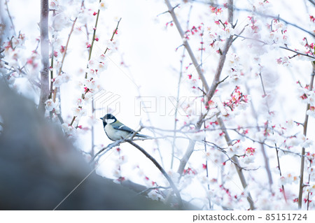 梅花和盛開的大山雀，很容易用作冬季和新年的材料 85151724