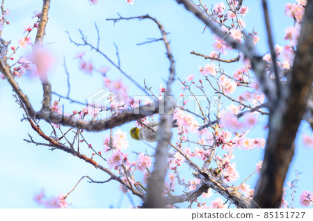 藍天白眼美梅 藍天白眼美梅 85151727