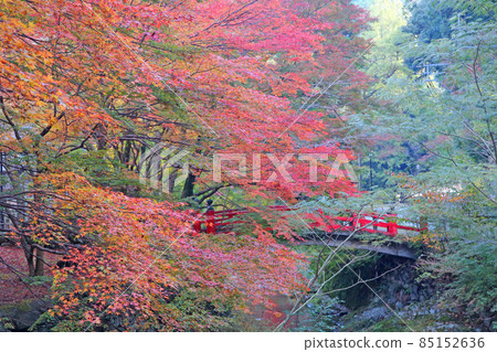 大寧農的秋葉 85152636