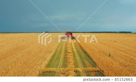 4K Aerial Elevated View Of Rural Landscape With Working Combine Harvester In Wheat Field, Collects Seeds. Harvesting Of Wheat In Late Summer. Agricultural Machine Collecting Golden Ripe. Flight Around 4K Aerial Elevated View Of Rural Landscape With Working Combine Harvester In Wheat Field, Collects Seeds. Harvesting Of Wheat In Late Summer. Agricultural Machine Collecting Golden Ripe. Flight Around 85152663