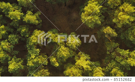 Drone Flight Above Spring Misty Green Pine Coniferous Forest. Aerial View Of Green Pine Coniferous Forest In Landscape During Sunset In Spring. Top View From Attitude. Sunshine Above Forest Drone Flight Above Spring Misty Green Pine Coniferous Forest. Aerial View Of Green Pine Coniferous Forest In Landscape During Sunset In Spring. Top View From Attitude. Sunshine Above Forest 85152682