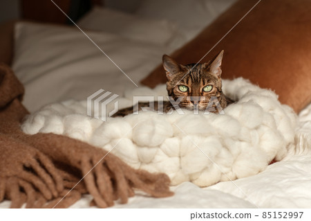 Bengal cat resting in merino wool round pet lounge in creamy and terracotta rust tones. 85152997