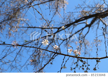 A landscape shot by blurring the blue sky and the branches and flowers in the back, focusing on the constant autumn cherry blossoms that bloom on the branches in the foreground. A landscape shot by blurring the blue sky and the branches and flowers in the back, focusing on the constant autumn cherry blossoms that bloom on the branches in the foreground. 85153848