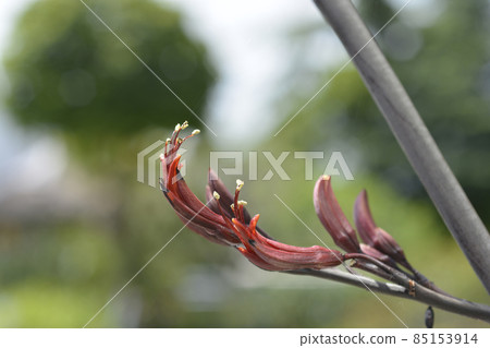 Bronze New Zealand flax 85153914