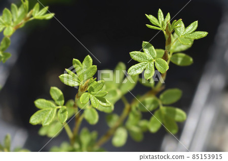 Shrubby Cinquefoil Bellissima 85153915
