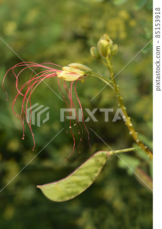 Bird of paradise 85153918
