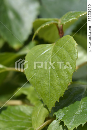 False hydrangea Rose Sensation False hydrangea Rose Sensation 85153920