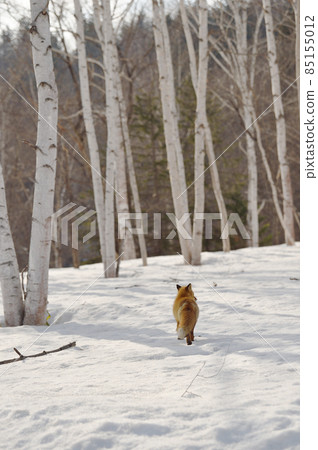 北極狐走在冬季森林（北海道） 85155012