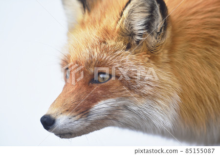 Kita Kitsune（北海道）的資料 85155087
