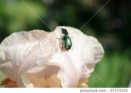 Stripe cane 85155205