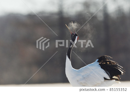 Red-crowned crane crying looking up at the sky (Hokkaido) Red-crowned crane crying looking up at the sky (Hokkaido) 85155352