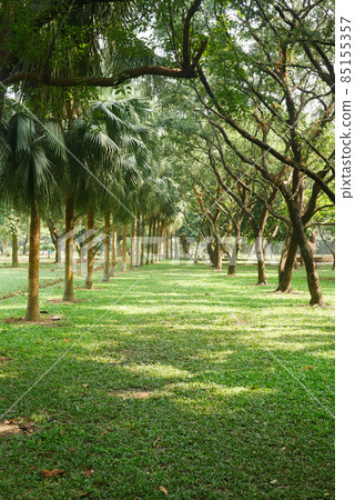 walking through a beautiful forest  85155357