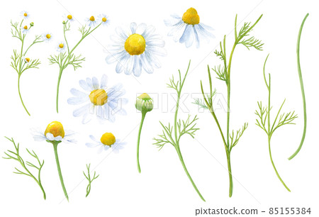 洋甘菊的水彩插圖。茶用草藥。裝飾花和葉元素集。 (向量) 洋甘菊的水彩插圖。茶用草藥。裝飾花和葉元素集。 (向量) 85155384