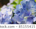  hydrangea 85155415