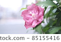 Flowers wet with raindrops 85155416