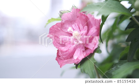 花兒被雨滴打濕 85155416