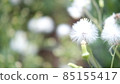 Dandelion fluff 85155417
