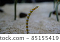 Aquarium's snuff 85155419