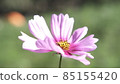 Cosmos in full bloom 85155420