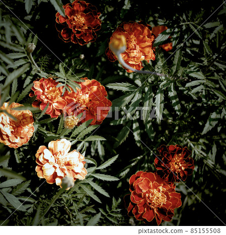 A bush of flowering marigolds. The marigold plant is blooming. A bush of flowering marigolds. The marigold plant is blooming. 85155508