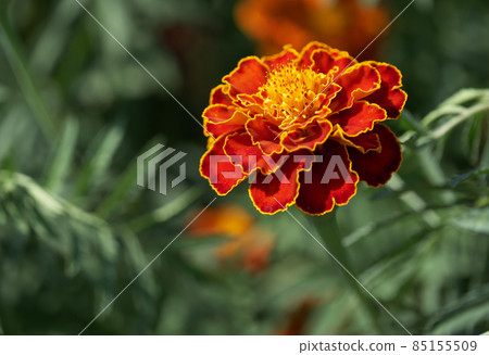 One marigold flower photographed up close. A bright orange flower. One marigold flower photographed up close. A bright orange flower. 85155509
