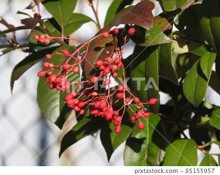A red fruit of a dryfish A red fruit of a dryfish 85155957