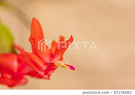 Flower of Shakoba Saboten 85156063