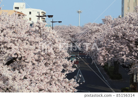 View from above the row of cherry blossom trees Hitachi Heiwa-dori 85156314
