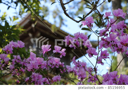 京都久美浜如意寺的櫻花 京都久美浜如意寺的櫻花 85156955
