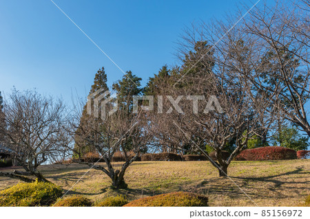Trees and blue sky 85156972
