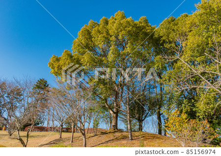樹和藍天 85156974