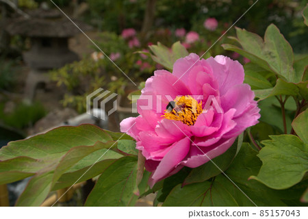 Peony flowers and hoverflies that bloom in the precincts of Botanji Seigenji Temple 1 Tsuyama City, Okayama Prefecture Peony flowers and hoverflies that bloom in the precincts of Botanji Seigenji Temple 1 Tsuyama City, Okayama Prefecture 85157043