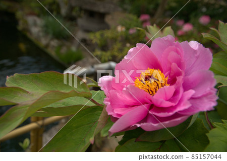 岡山縣津山市牡丹寺清源寺1號院內池塘邊盛開的牡丹花 85157044