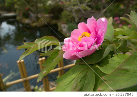 岡山縣津山市清源寺院內池塘邊盛開的牡丹花 85157045