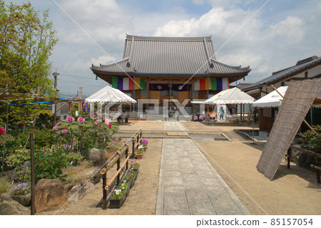 牡丹寺 清源寺的晚春景色岡山縣津山市 牡丹寺 清源寺的晚春景色岡山縣津山市 85157054