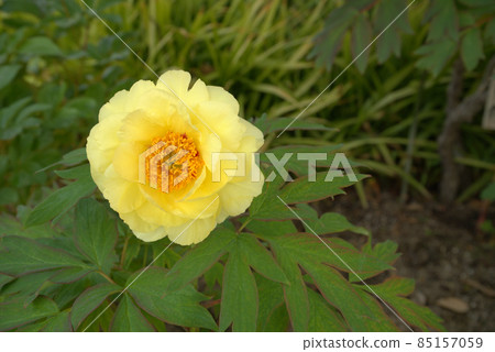 Yellow peony flowers blooming in the precincts of Botanji Seigenji Temple 1 Tsuyama City, Okayama Prefecture 85157059