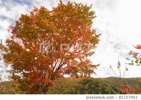 《Nagano Prefecture Norikura Kogen》 Great Norikura Maple 85157491