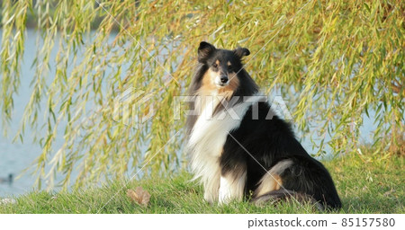 Tricolor Rough Collie, Funny Scottish Collie, Long-haired Collie, English Collie, Lassie Dog Posing Outdoors In Autumn Day. Portrait Tricolor Rough Collie, Funny Scottish Collie, Long-haired Collie, English Collie, Lassie Dog Posing Outdoors In Autumn Day. Portrait 85157580