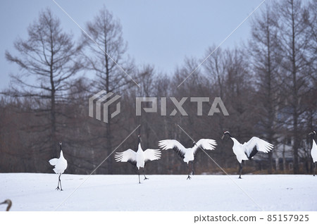 A flock of red-crowned cranes flying to the feeding area (Tsurui, Hokkaido) A flock of red-crowned cranes flying to the feeding area (Tsurui, Hokkaido) 85157925