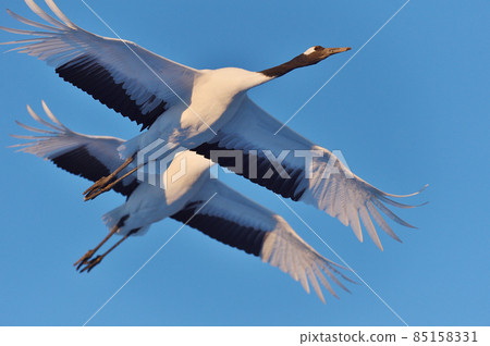 Two Japanese cranes flying in the blue sky (Tsurui, Hokkaido) 85158331