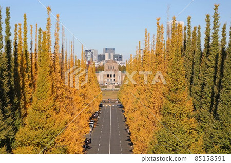 Meiji Jingu Gaien, a row of ginkgo trees 85158591