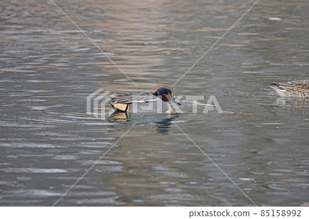 Cogamo的男性 85158992